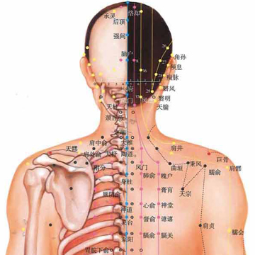 人体穴位图背面