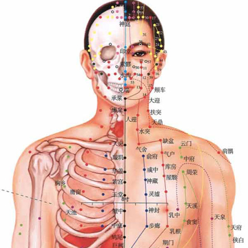 人体穴位图正面