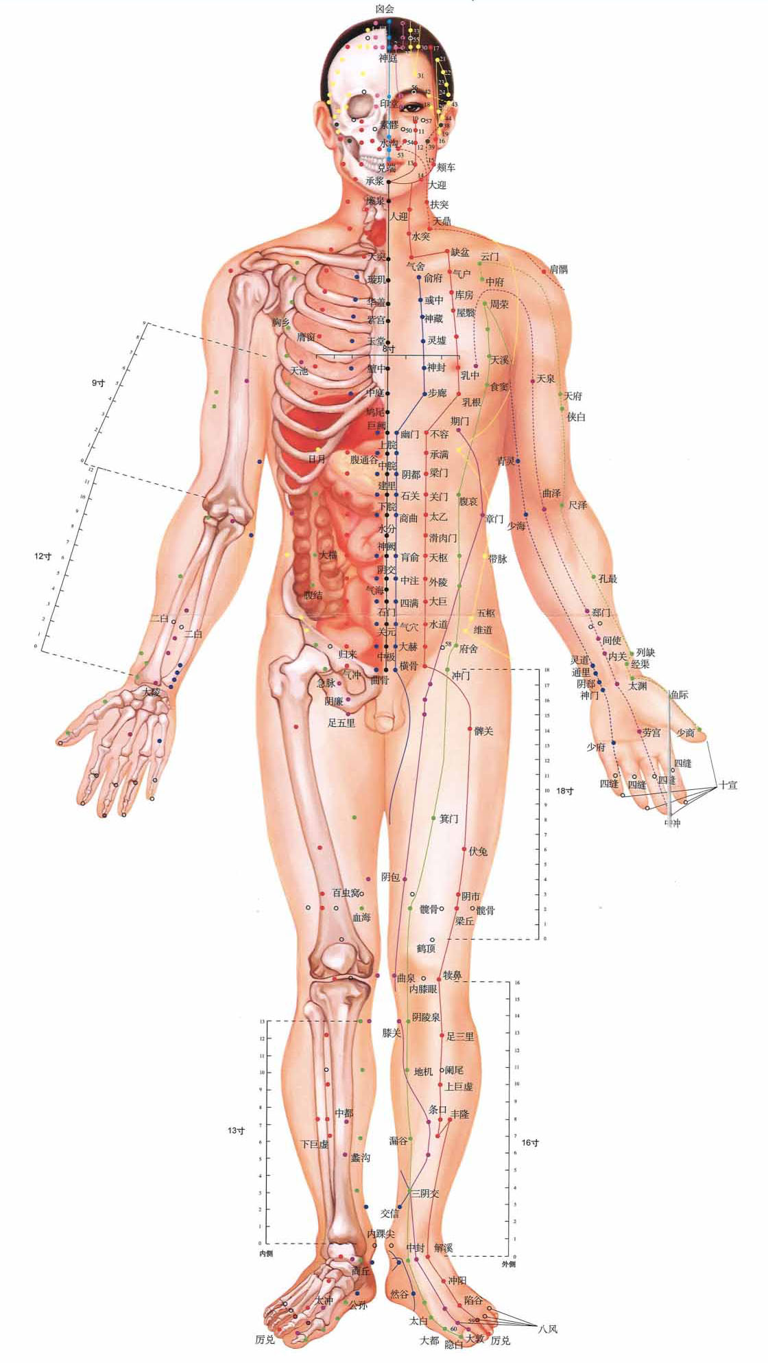 人体穴位图正面